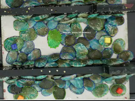 Abalone shells packed across three tray sections, each shell outlined in blue or green by the detection model. One shell is highlighted and labelled ABALONE_WHOLE 60 (MANUAL). Small coloured squares sit among the shells as reference markers.